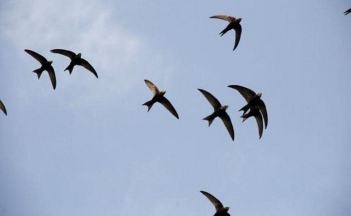 Стрижи в небе птицы