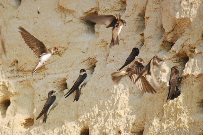 Четыре ласточки