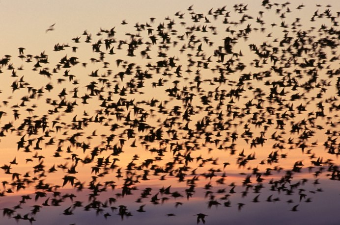 Стрижи прилетели птицы