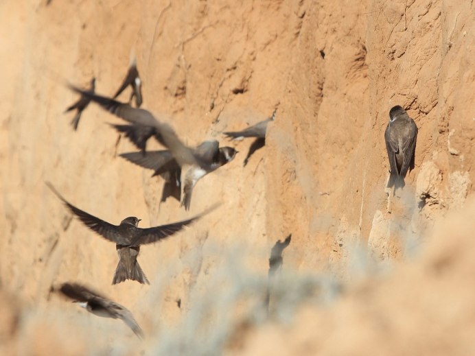 Ласточки улетают