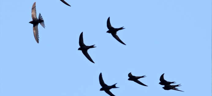 Журавль в небе