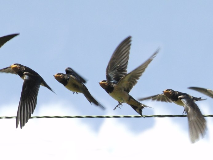 Осень птицы Стрижи