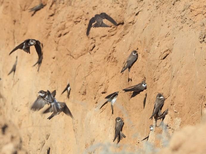 Колония ласточек береговушек