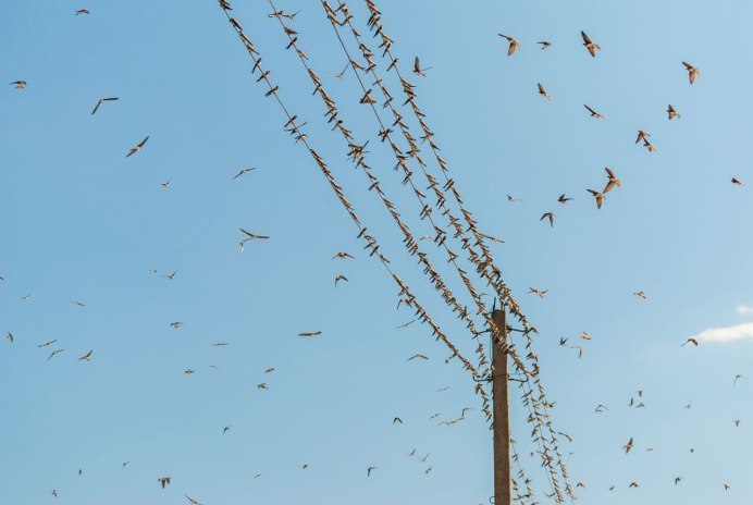 Ласточки полет