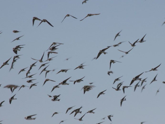 Ласточки улетают