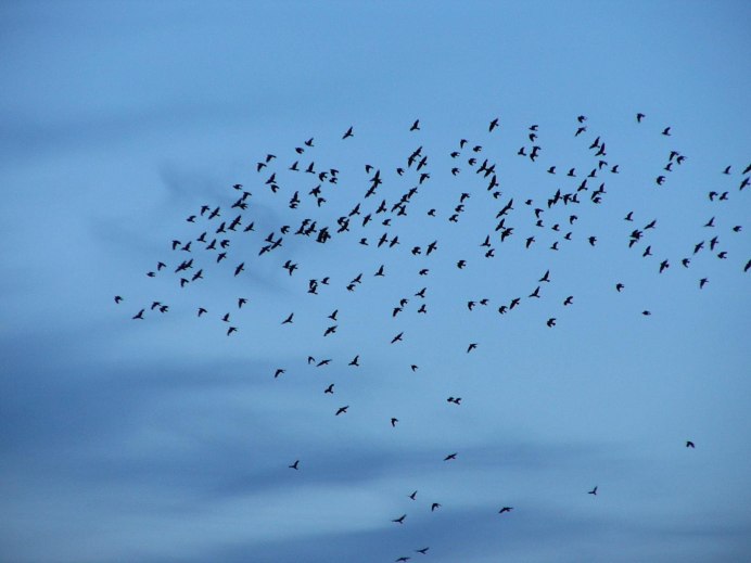 Стая желтых птиц