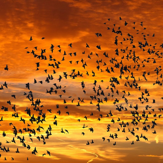 Ласточки на проводах