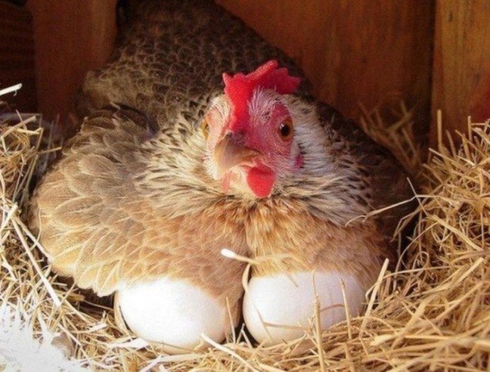 Наседка курица высиживает яйца