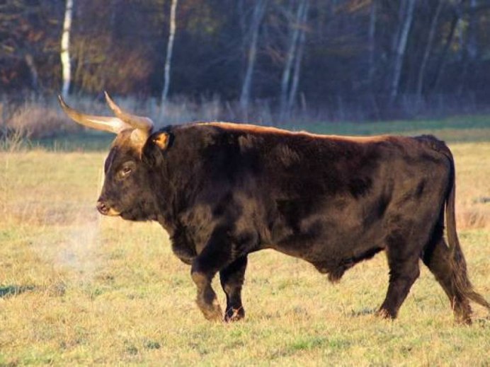 Альпийский бык