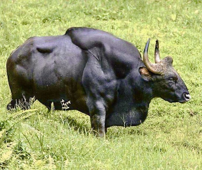 Тур первобытный бык