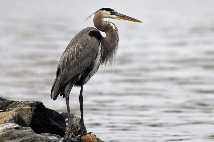 Ixobrychus minutus