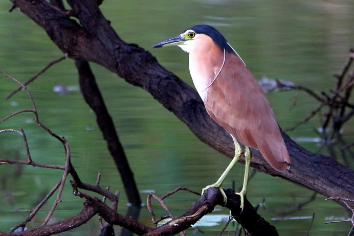 Great Blue Heron птица
