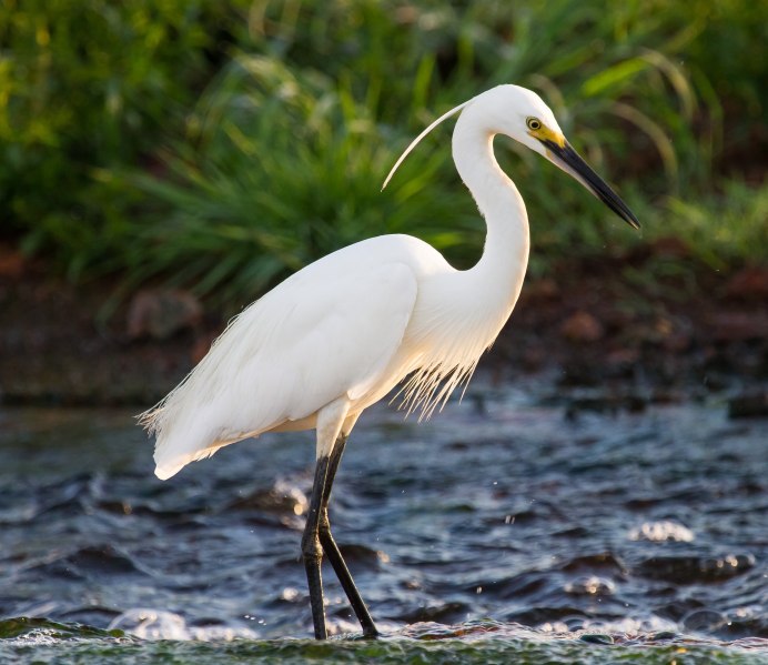 Жёлтая цапля / Ardeola ralloides / Squacco Heron
