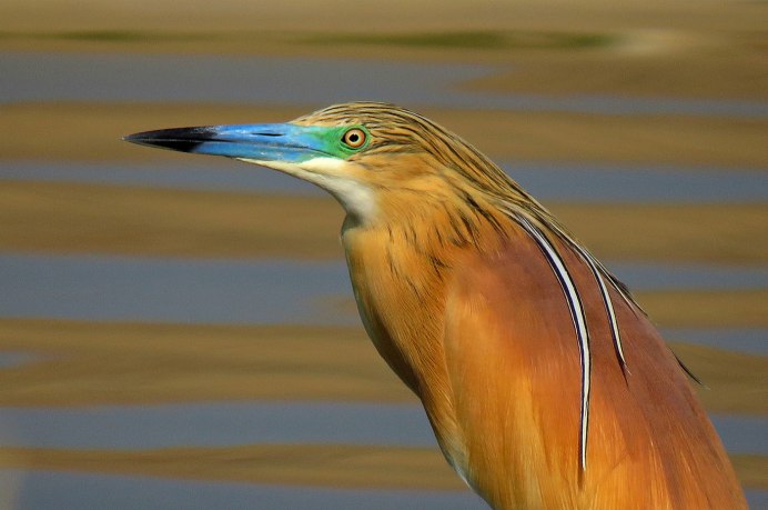 Большая белая цапля (Ardea Alba)