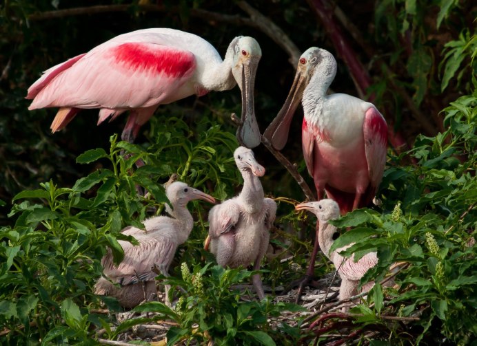Egretta vinaceigula