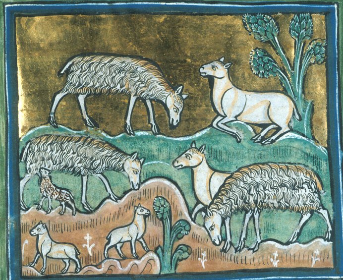 Горный баран муфлон