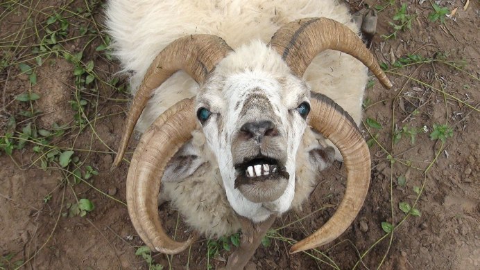 Барана это орудие