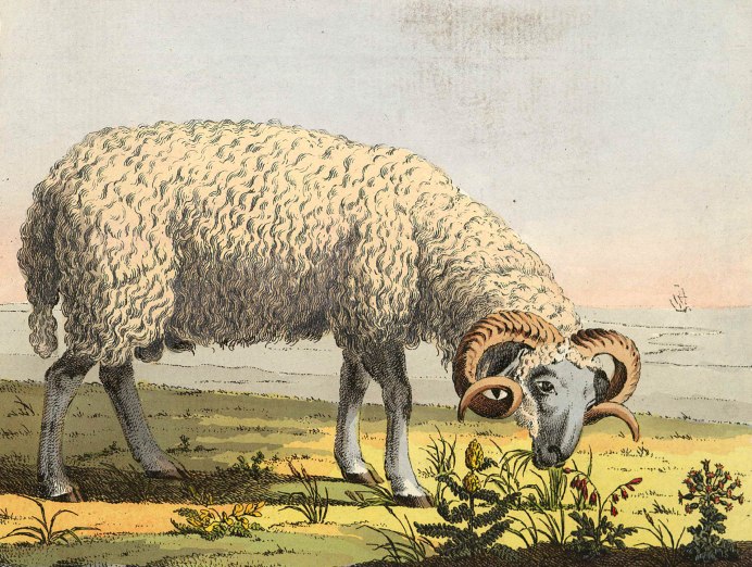 Алтайский горный баран