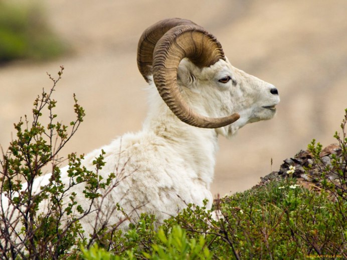 Агнец Божий Agnus dei