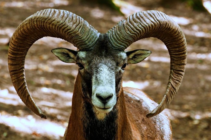 Банебджедет Бог Египта