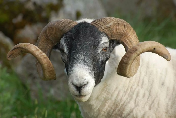 ХНУМ древний Египет