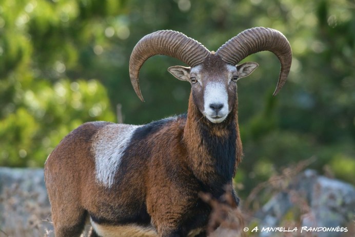 Овечья голова