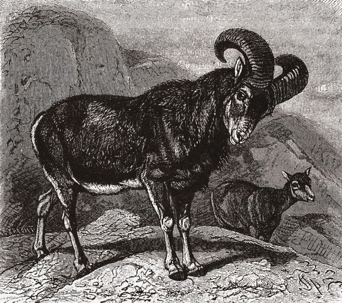 Наброски овец