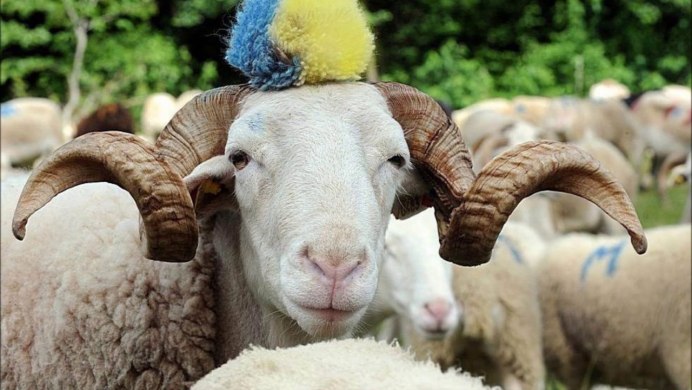 Кипрский муфлон