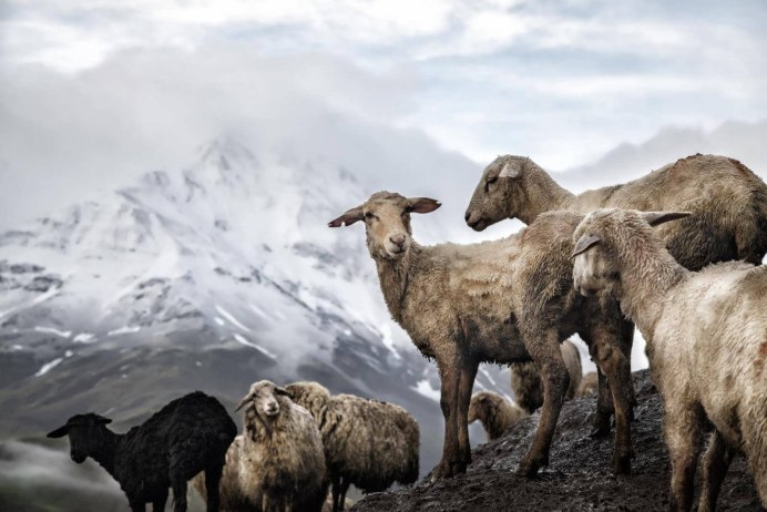 Пастух овцы древний Израиль