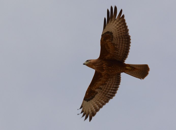 Королевский канюк