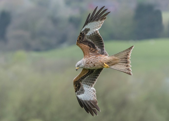 Сарыч малый птица