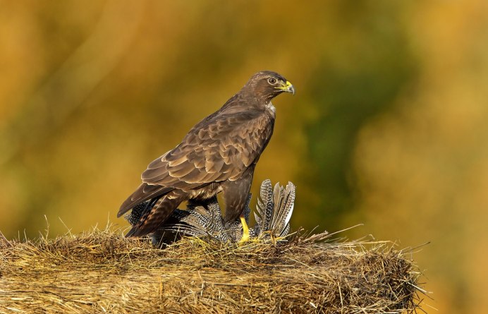Канюк обыкновенный морфы