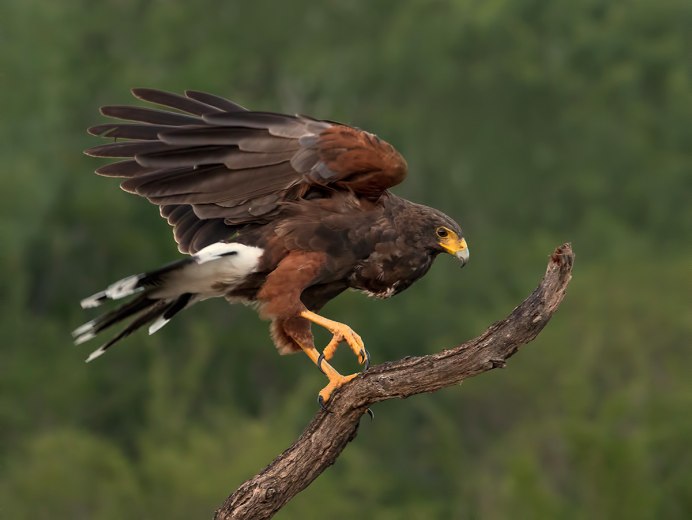 Коршун и канюк