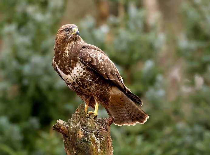 Пустынный канюк Харриса