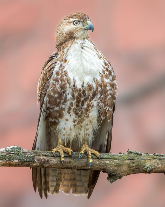 Ястреб канюк охота
