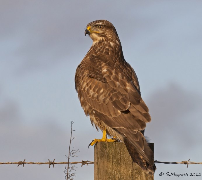 Лунь, ястреб, Коршун, канюк