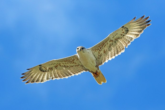 Канюк Сарыч обыкновенный