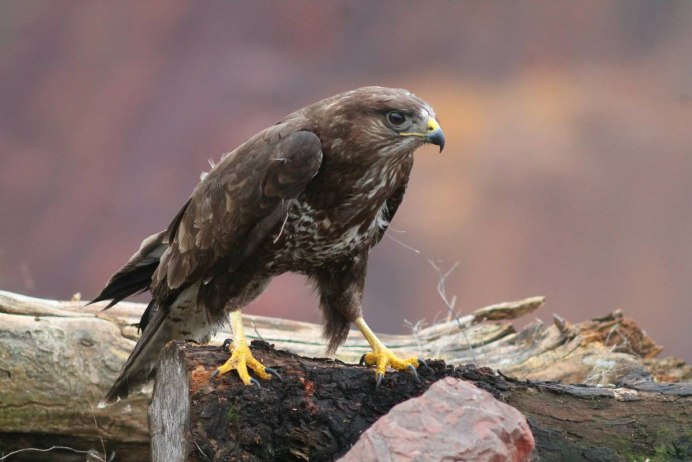 Степной Орел курганник