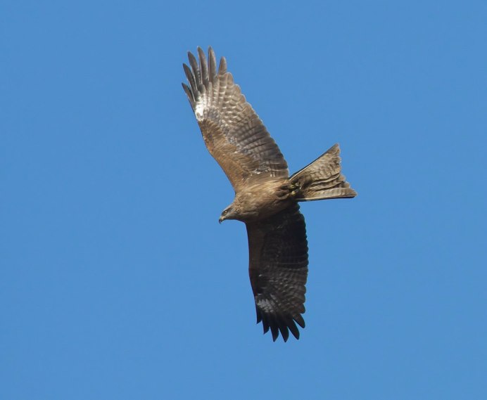 Канюк и Лунь