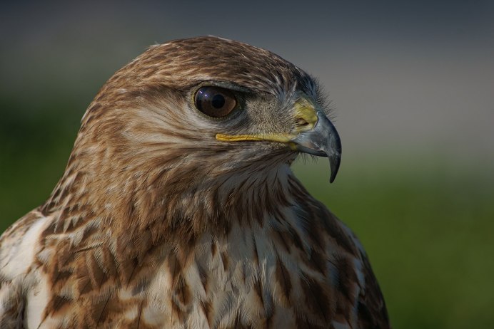 Ястреб курганник