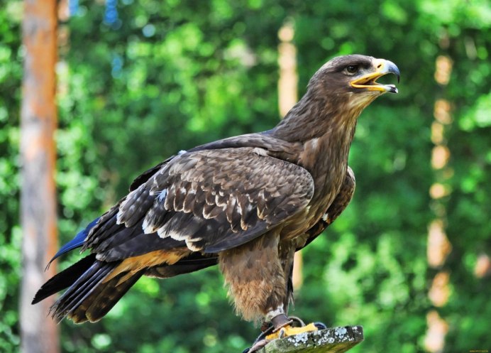 Обыкновенный канюк