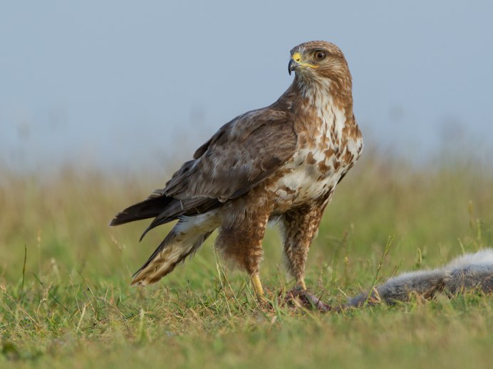 Птенец обыкновенного Канюка
