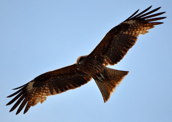 Ястреб канюк Орел