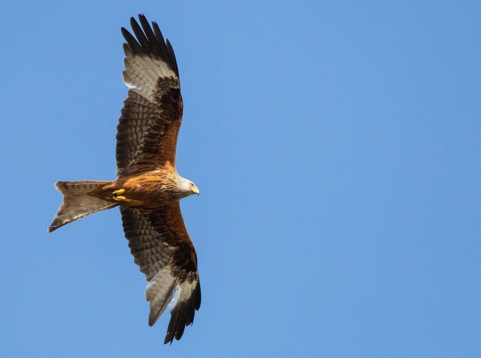 Мохнатый канюк