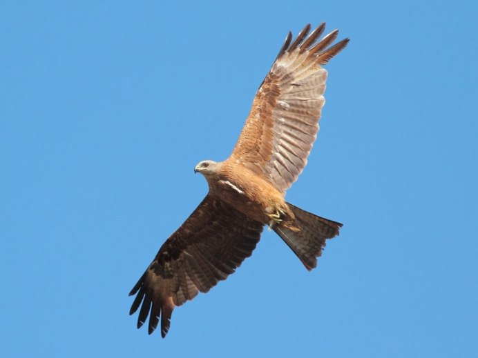 Канюк Сарыч обыкновенный