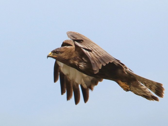 Коршун Удмуртия