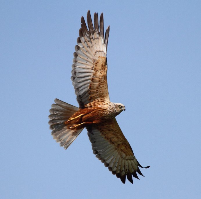 Лунь канюк тетеревятник
