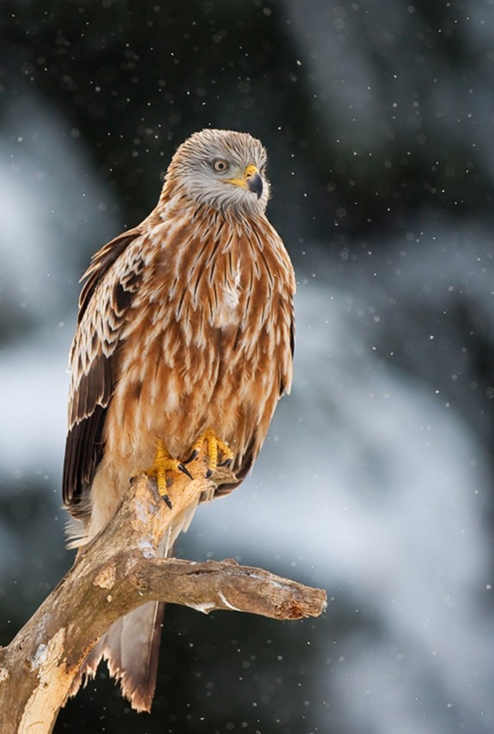 Обыкновенный канюк Buteo Buteo