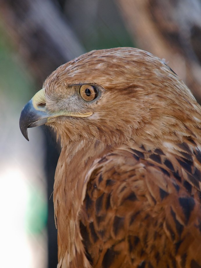 Ястреб канюк Орел