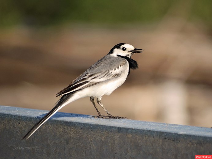 Длиннохвостая синица ополовник